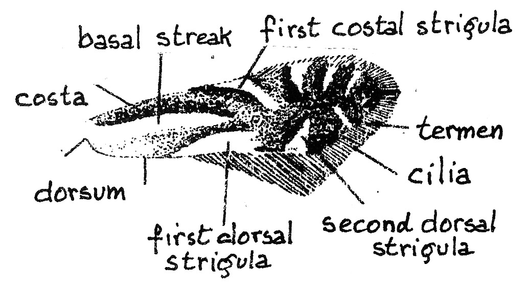 Forewing of Phyllonorycter rajella (Gracillariidae).